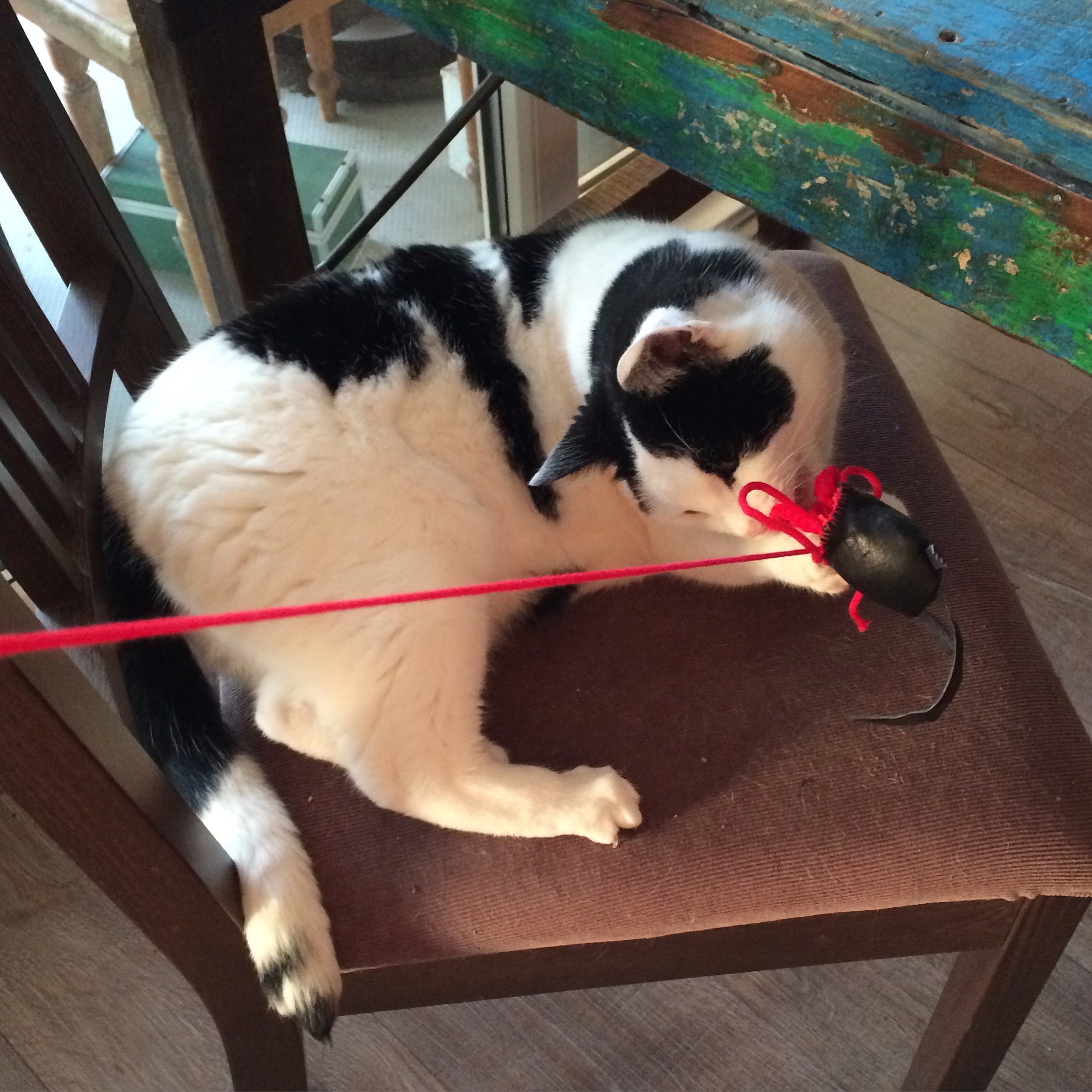 happy_cat_toy_customer_sjek1